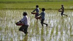 Fertilizer stocks under pressure on govt's draft order to ban select insecticides