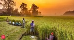India can generate USD 813 bn in revenues from agri, food sector by 2030: Report