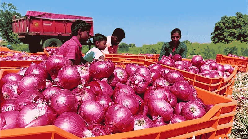 Modi govt imposes 40% duty on onion exports as surging prices spark fear of further inflation