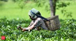 Tea output decreases in Assam and West Bengal in first five months of 2021: Industry
