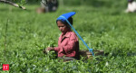 Facing problem of funds, Tea Board urges industry to stand on its feet