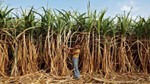 Government's Ethanol Blending Push Sweetens Sugar Stocks Further, Rally 5-20% Each