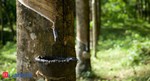 Rubber climbs 1-month peak; analysts see 9% upside: Time to take positions?