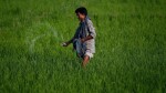 National Fertilizers rises 5% on record sales